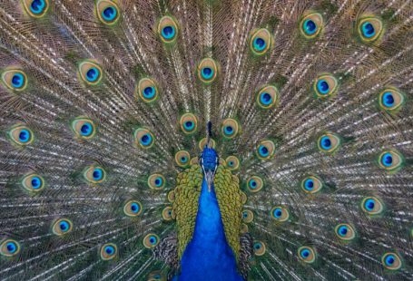 Compound Interest - close up photography of blue peacock painting