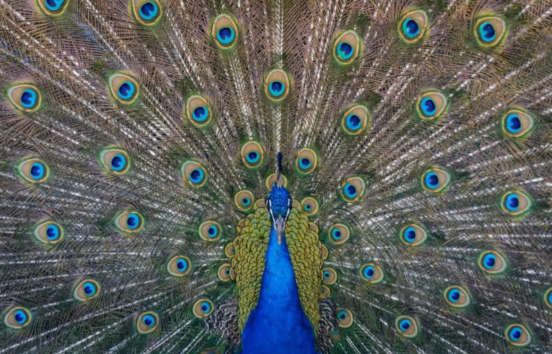 Compound Interest - close up photography of blue peacock painting