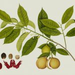 Diversification Illustration - brown longan fruits with leaves digital wallpaper