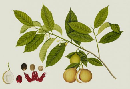 Diversification Illustration - brown longan fruits with leaves digital wallpaper