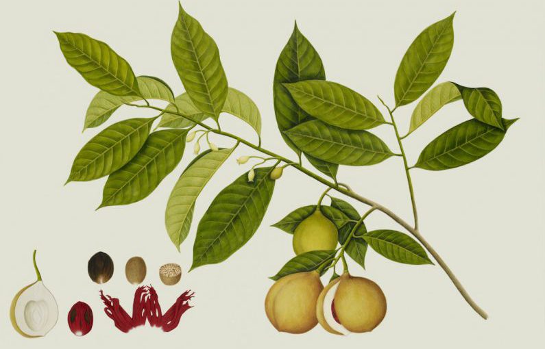 Diversification Illustration - brown longan fruits with leaves digital wallpaper