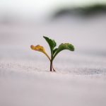 ETF Growth - closeup photography of plant on ground