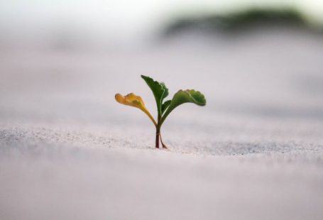 ETF Growth - closeup photography of plant on ground