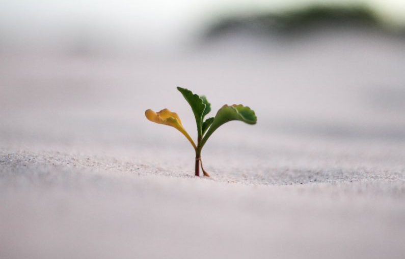 ETF Growth - closeup photography of plant on ground