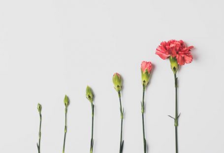 Impact Investing - pink flower on white background