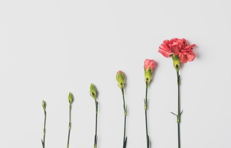 Impact Investing - pink flower on white background